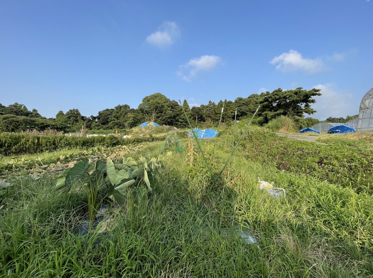 雑草が生い茂る畑