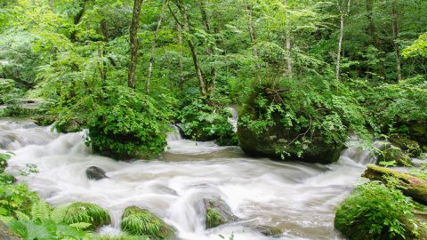 夏はサイクリングが気持ち良い！苔むす森に癒される奥入瀬渓流の遊び方