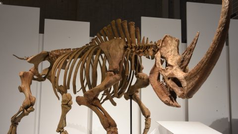 夏休みの研究のテーマに最適！哺乳類の進化の謎に迫る「化石ハンター展」開催中