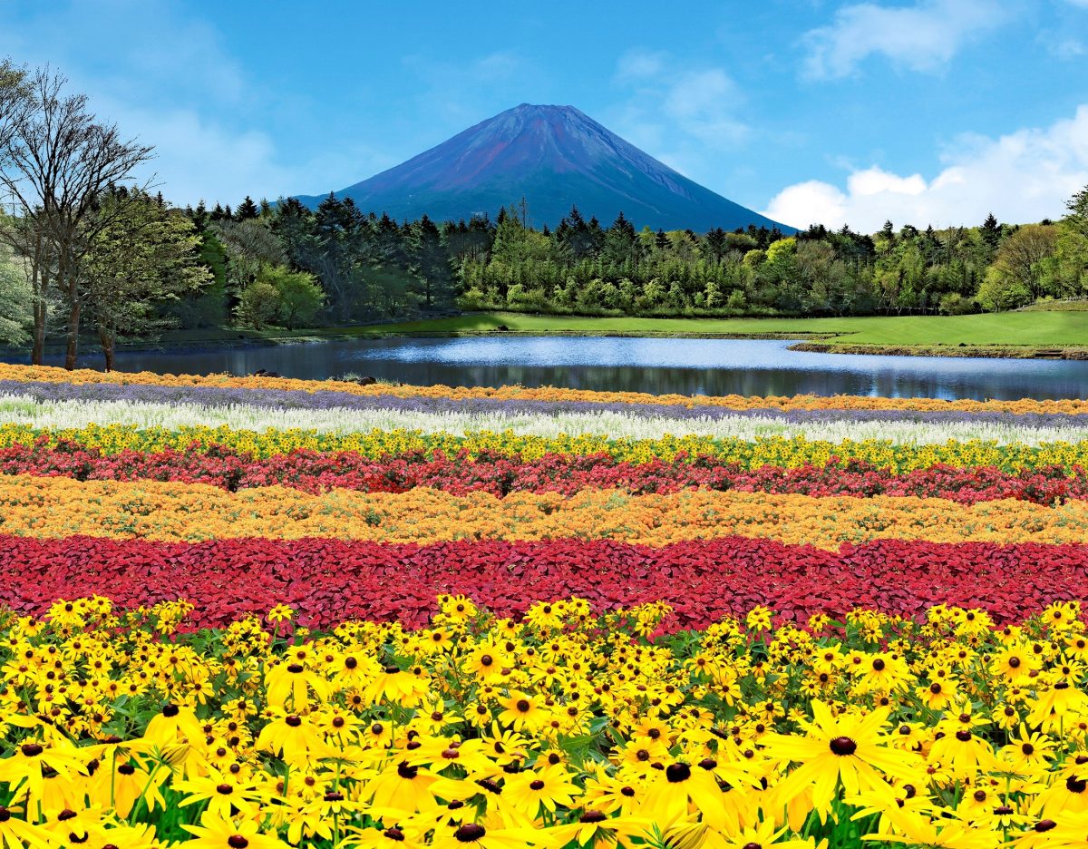 絶景イベント 虹の花まつり が見逃せない 富士山とカラフルな花畑の共演にグルメも堪能 ニュース Be Pal キャンプ アウトドア 自然派生活の情報源ビーパル