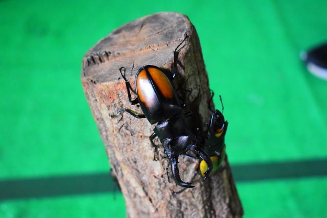 ヘラクレスオオカブトに触れるチャンス！熊本の「グリーンランド」で「世界のカブトムシ・クワガタ展」開催中