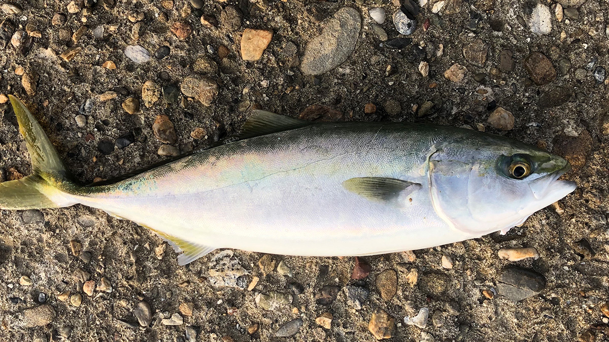 釣り上げた魚。