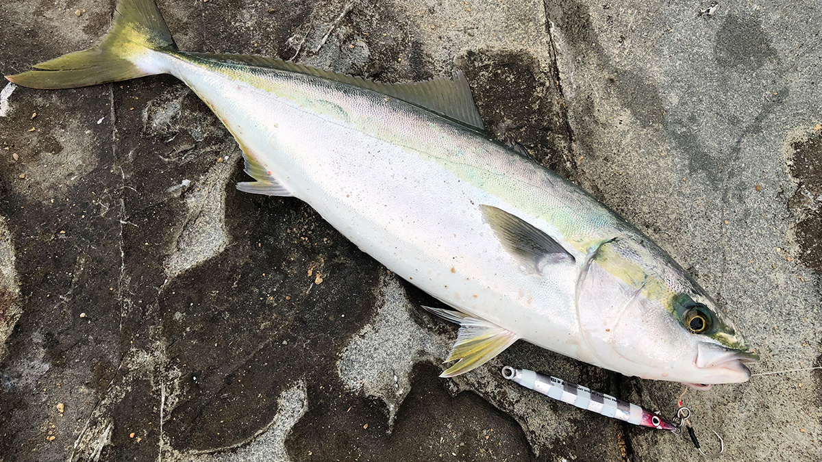 釣り上げた魚。