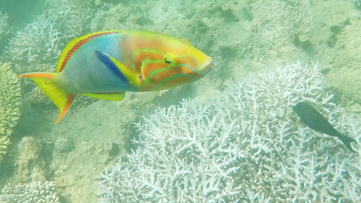 熱帯魚とサンゴ礁