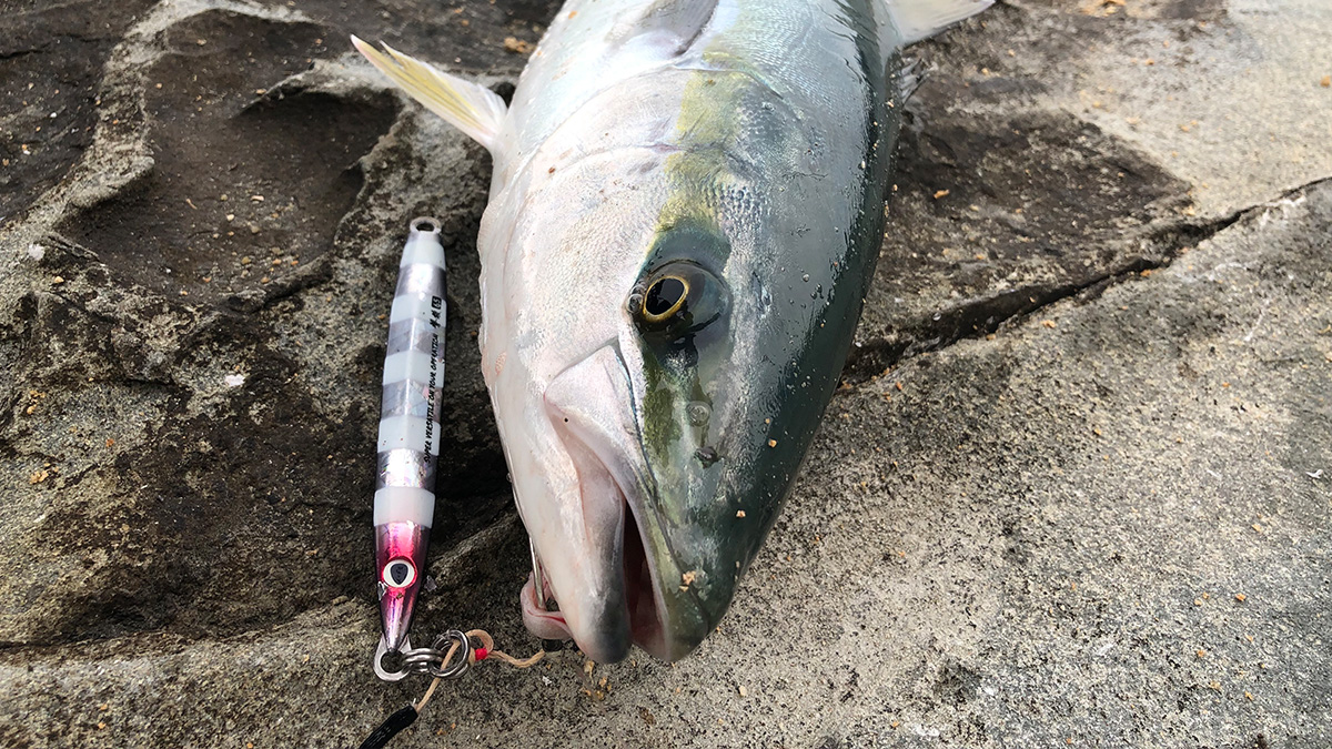 釣り上げた魚。