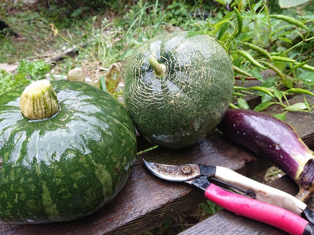 かぼちゃを収穫