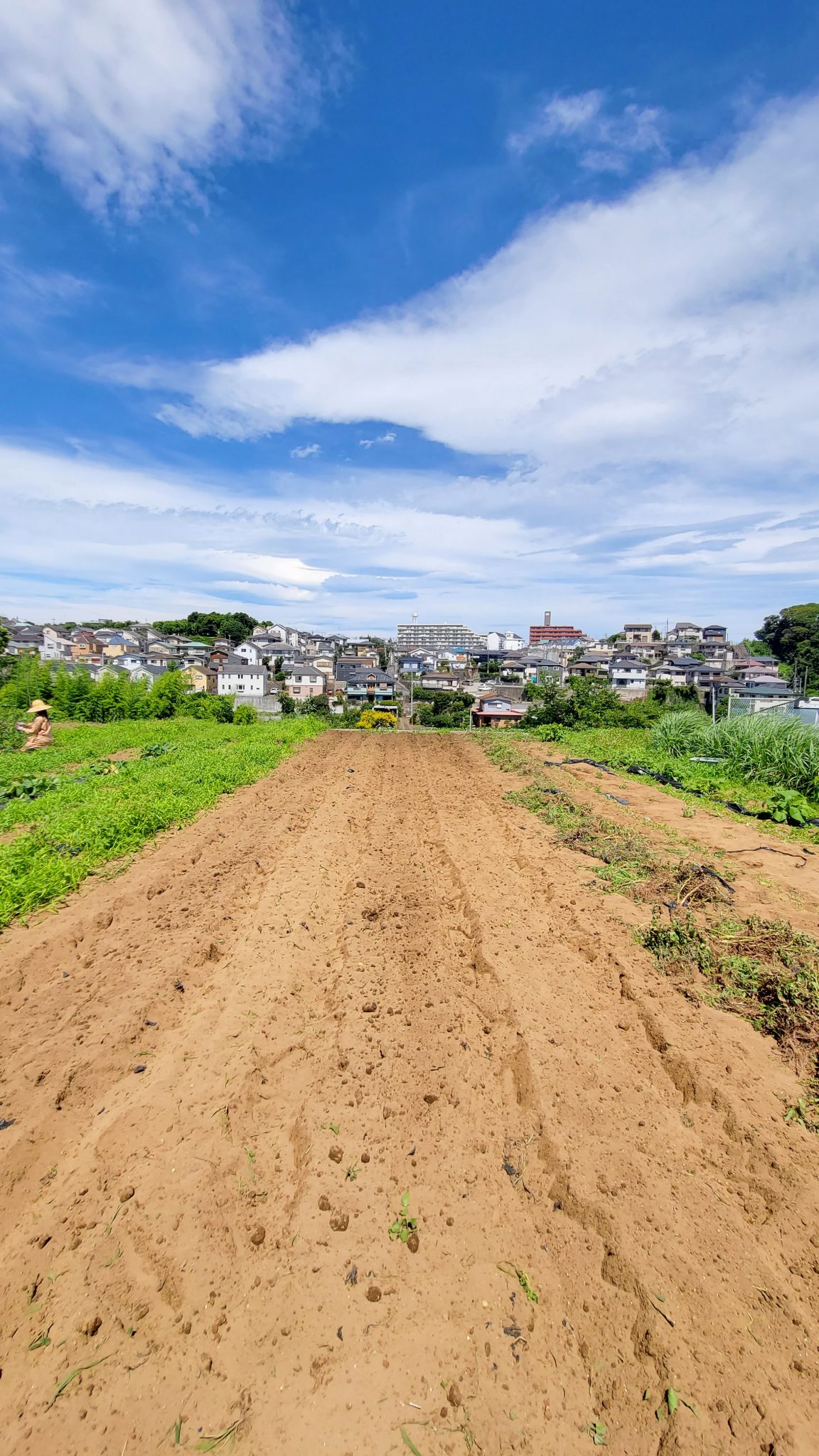 【意外!?】タネは、収穫後に採って、次の年に利用しているわけではない! | 農業・ガーデニング 【BE-PAL】キャンプ、アウトドア、自然派 ...