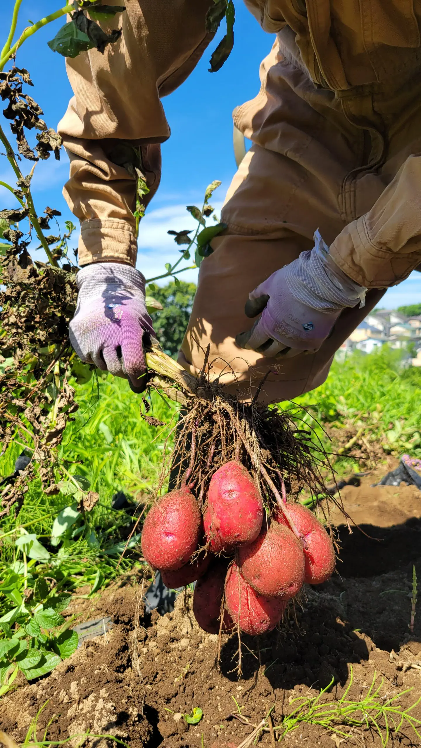 意外 タネは 収穫後に採って 次の年に利用しているわけではない 農業 ガーデニング Be Pal キャンプ アウトドア 自然派生活の情報源ビーパル