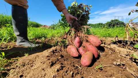 【意外!?】タネは、収穫後に採って、次の年に利用しているわけではない！