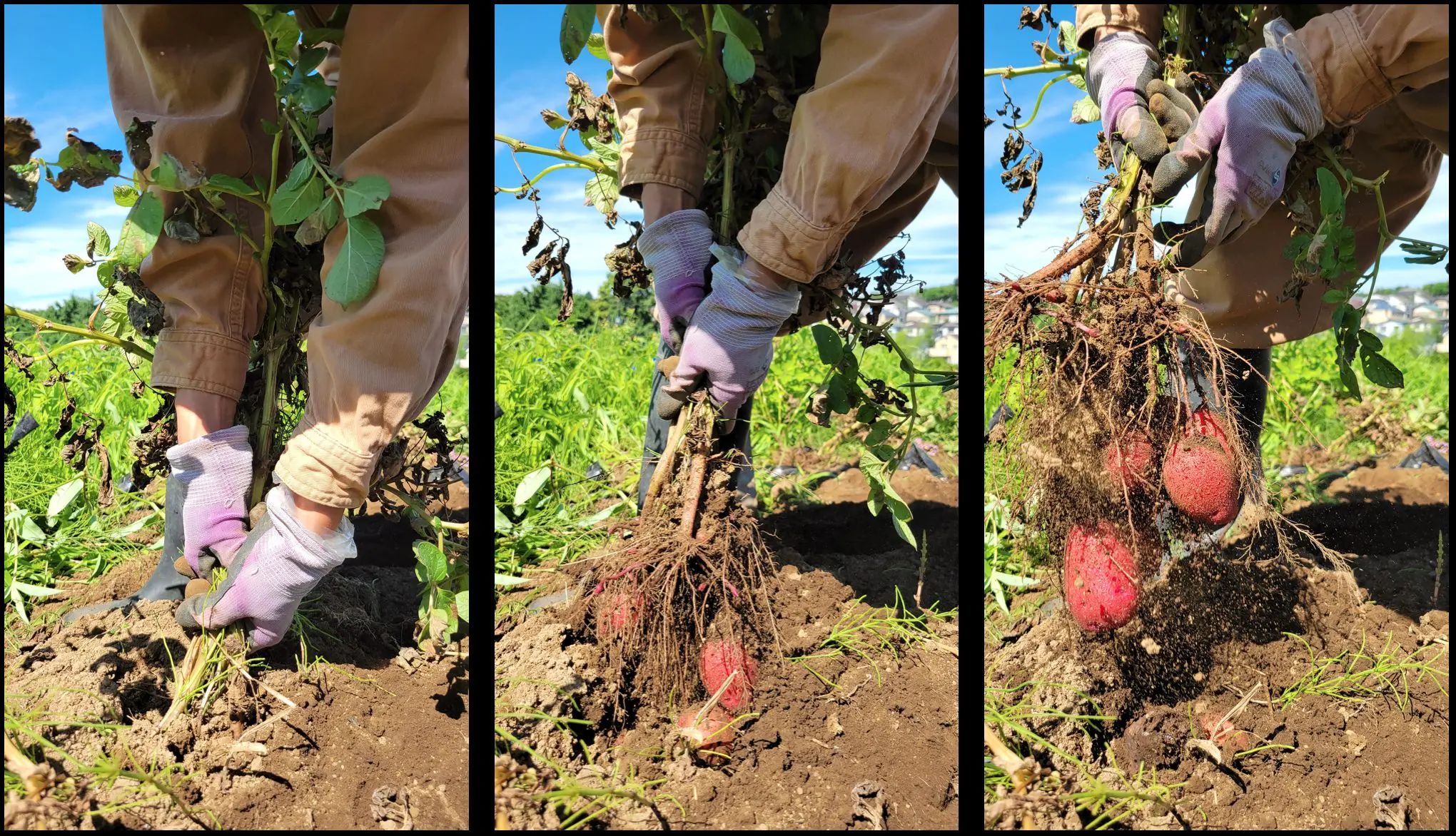 意外 タネは 収穫後に採って 次の年に利用しているわけではない 農業 ガーデニング Be Pal キャンプ アウトドア 自然派生活の情報源ビーパル