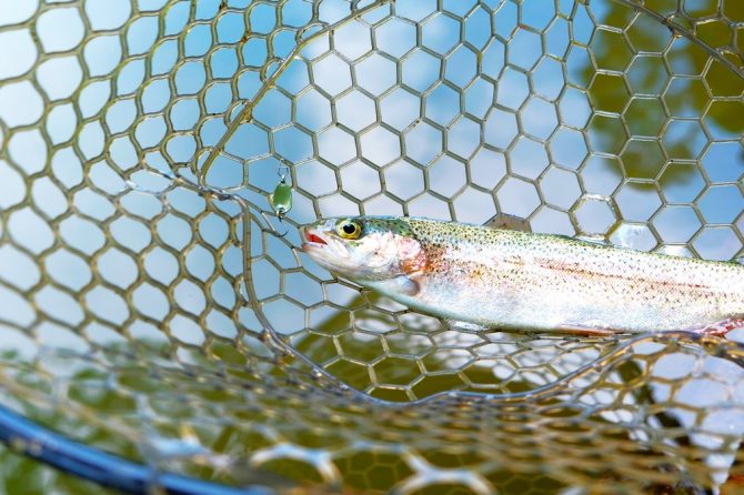 ネットに入ったニジマス
