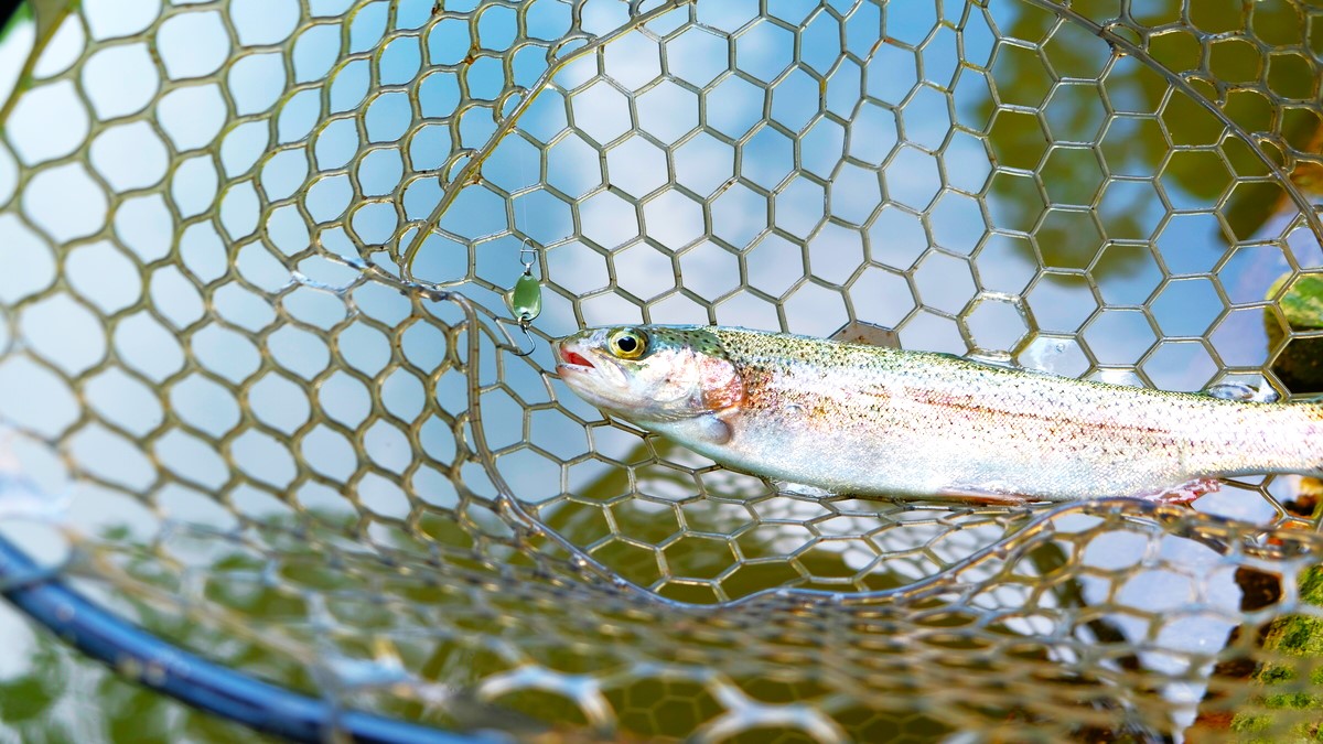 釣れた魚