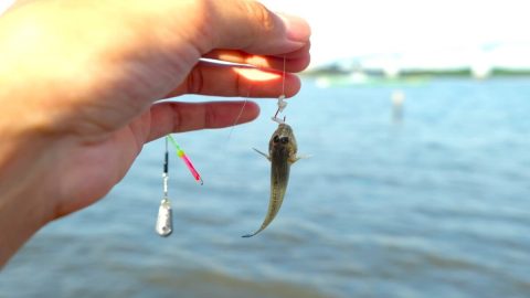 夏から秋にかけて初心者でも楽しめるアクティビティ。「ハゼ釣り」の基礎知識と釣るためのコツ