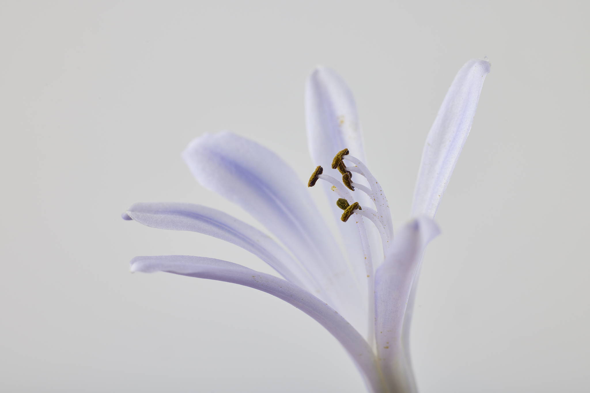 花びらとおしべ。