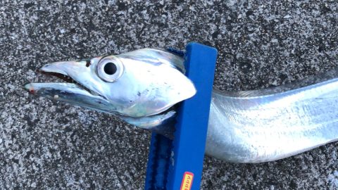 まだ釣れていない人は「ワインド釣法」を試そう！タチウオをワインドルアーで釣るコツ