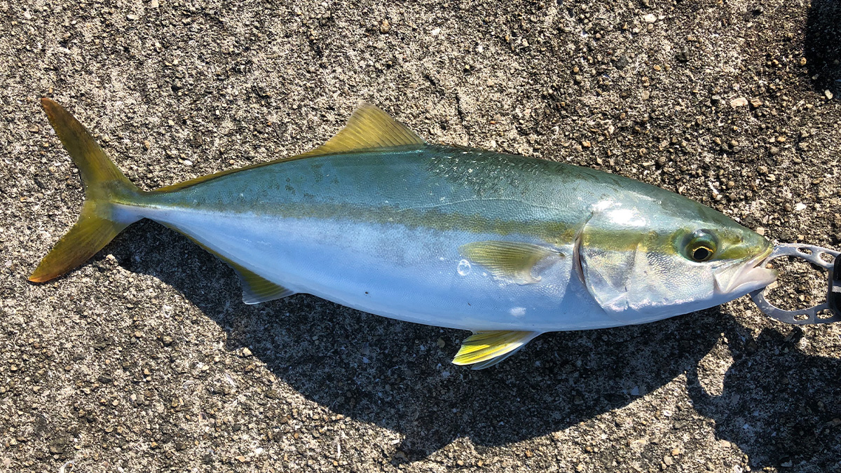 釣り上げた魚。