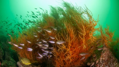 海藻、イソギンチャク、マダコ・・・海中写真で見る、秋めく錦江湾