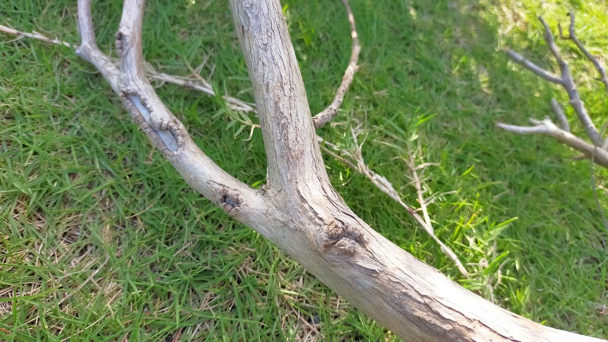 木の枝の2股部分のアップ。