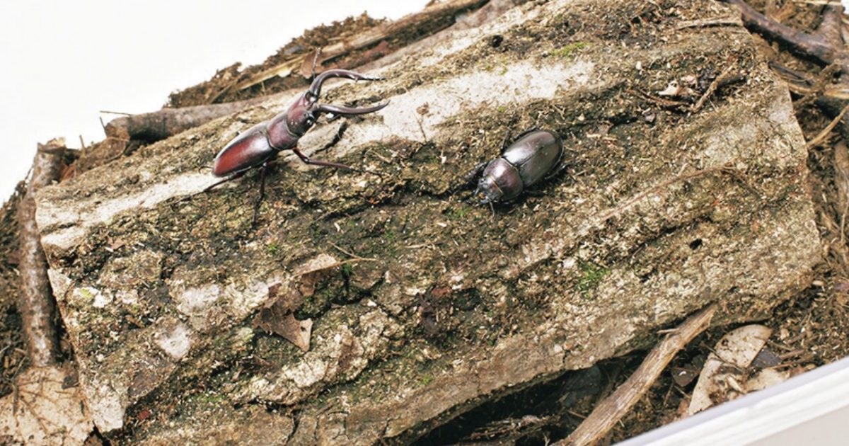 クワガタの種類別寿命一覧と長く飼うためのコツを教えます! | 自然観察・昆虫 【BE-PAL】キャンプ、アウトドア、自然派生活の情報源ビーパル