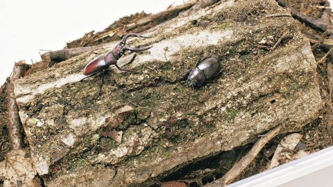 クワガタの種類別寿命一覧と長く飼うためのコツを教えます！