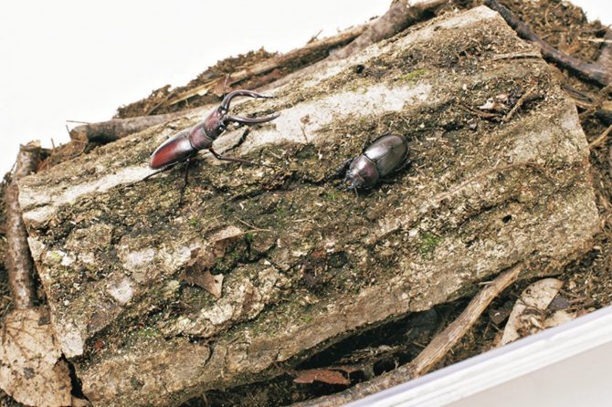 クワガタの種類別寿命一覧と長く飼うためのコツを教えます！