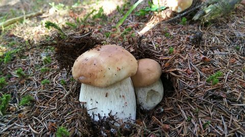 アルプスの森で見つけた、おいしいポルチーニ茸と散策の楽しみ