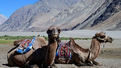 北インド・ラダックの旅～標高5620メートルの峠を越えて、ヌブラ渓谷へ