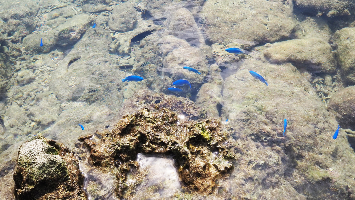 魚、熱帯魚、海