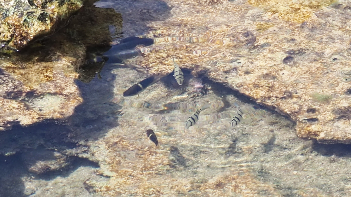 魚、熱帯魚、海