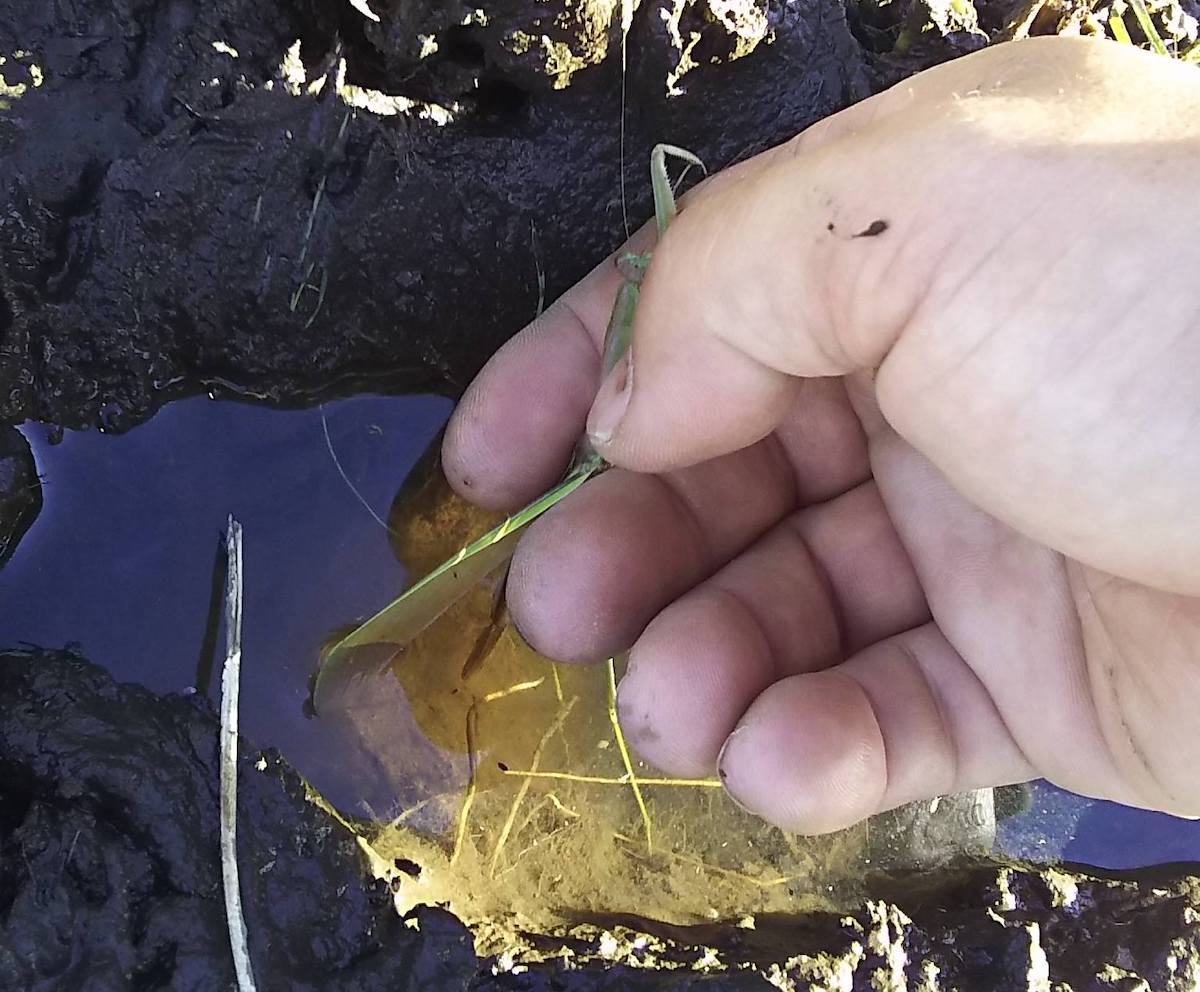 オオカマキリのお尻を水につけてみると…。