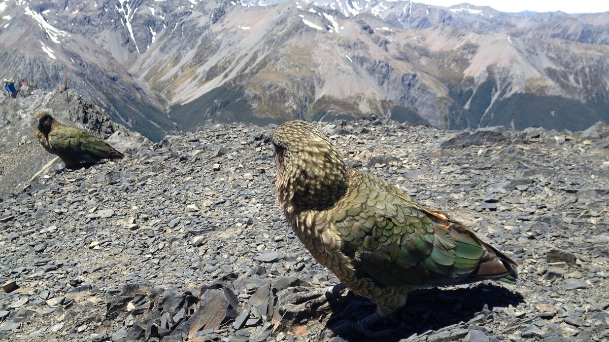 ケアが地面にとまっている。奥には山脈が見える。