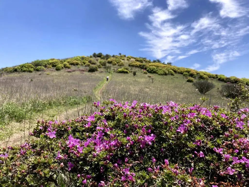 花が咲いている山