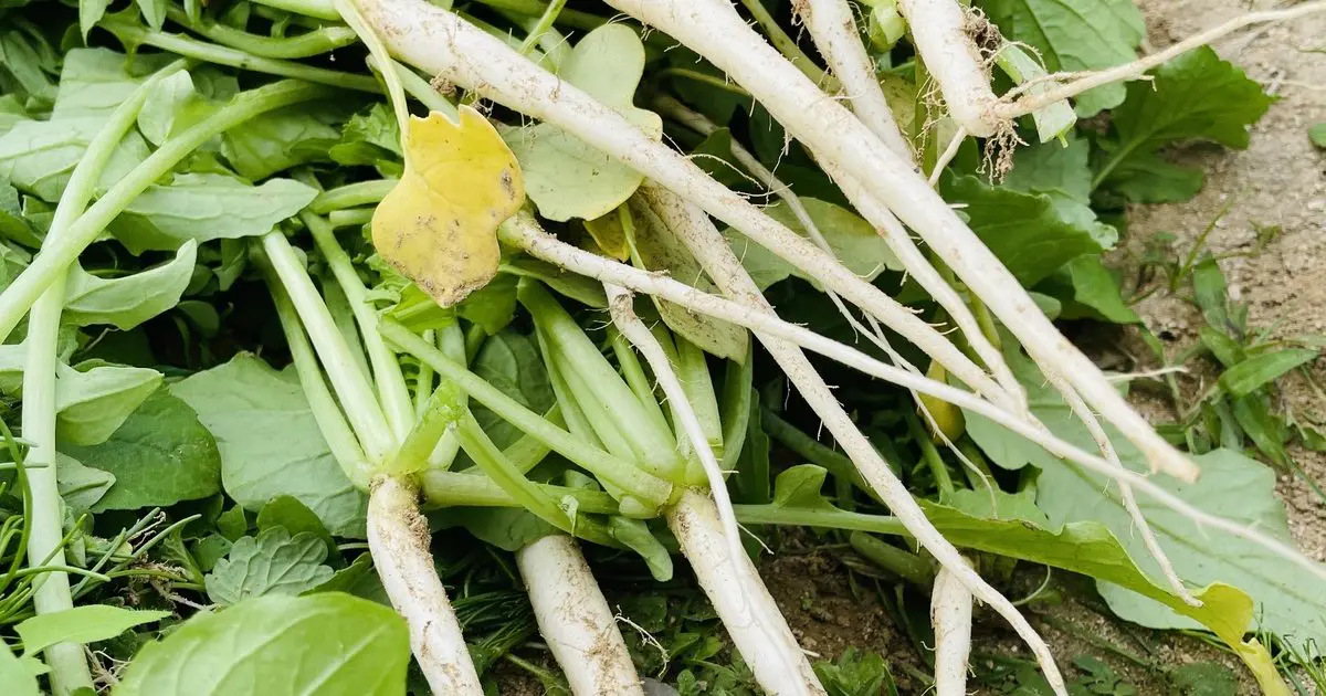 収穫前にも美味しく食べられる 秋蒔き大根を育ててみませんか 農業 ガーデニング Be Pal キャンプ アウトドア 自然派生活の情報源ビーパル