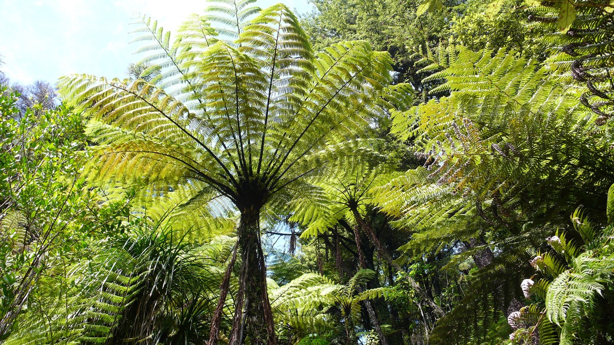 木のようなシダ植物の写真。