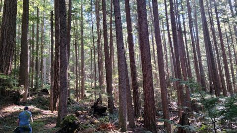 松茸も見つかる！美味しいきのこを探しに行くアメリカの森のハイキング