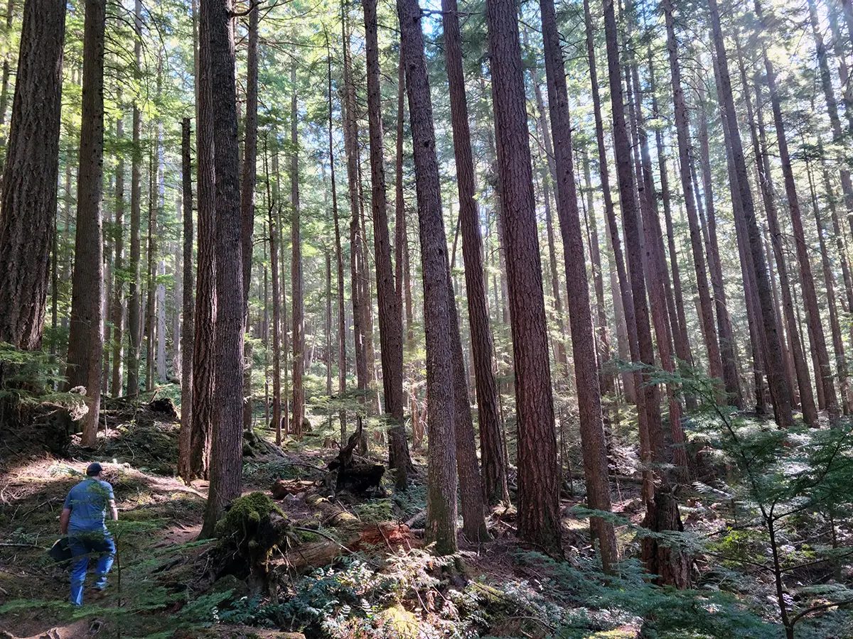 木々のある山の景色