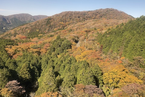 箱根の紅葉