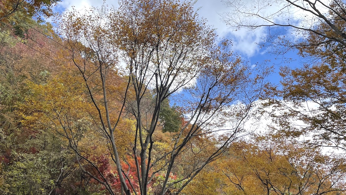 山の紅葉