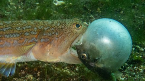 冬の訪れが近い海で繰り広げられる、魚vs魚の懸命な戦いを激写