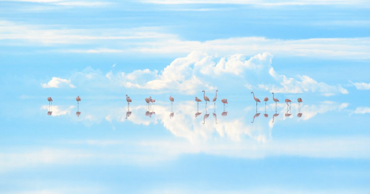 Wildlife Photographer of the Year』最優秀賞を受賞！自然写真家