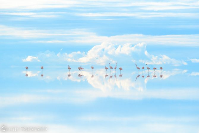 『Wildlife Photographer of the Year』最優秀賞を受賞！自然写真家・高砂淳二氏が作品に込めた地球への思い