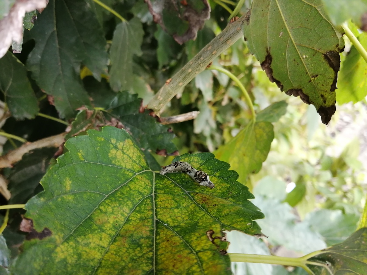 住宅街で見つけたクワコの幼虫