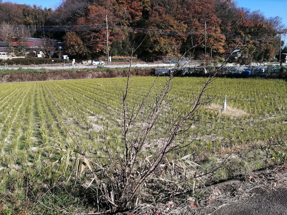 ただの落葉した桑の木のようですが…