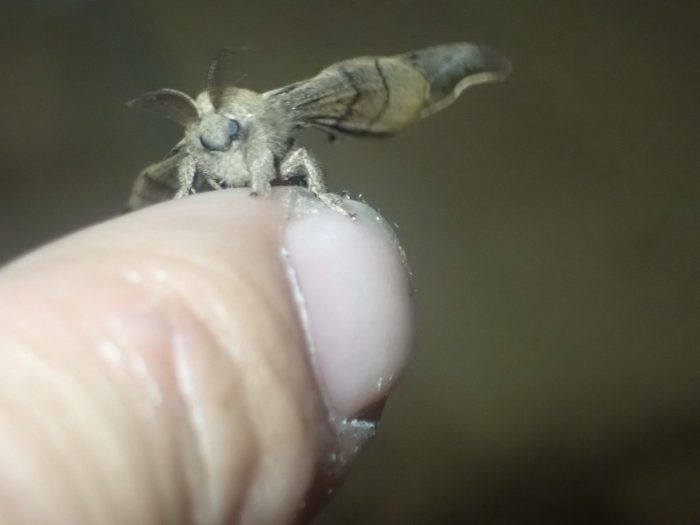 よく観察しないと見つけられない擬態の名手!カイコの祖先・クワコを育ててみました | 自然観察・昆虫 【BE-PAL】キャンプ、アウトドア、自然 ...