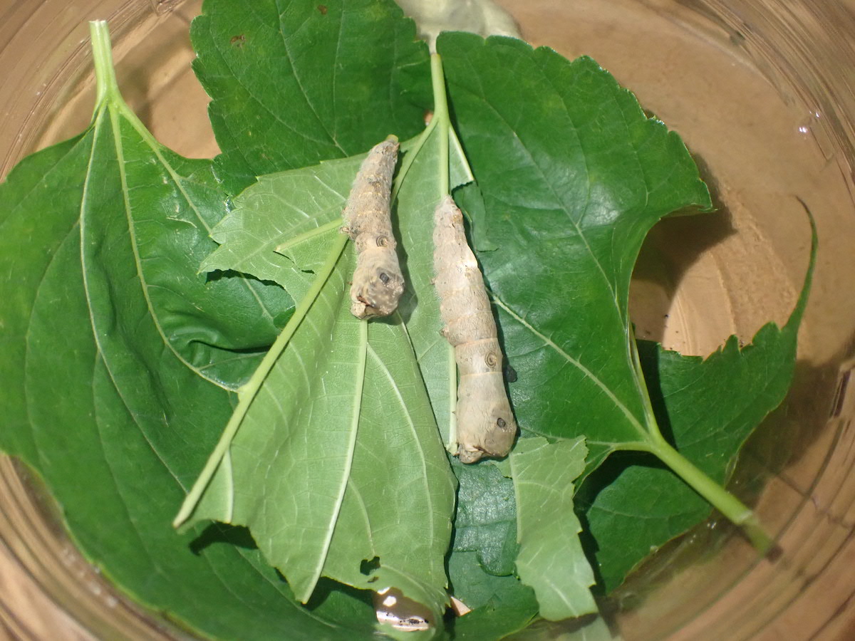 食べ盛りのクワコの幼虫