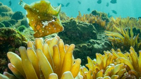 南国鹿児島・錦江湾より。魅了する美しさで迫る冬の海中写真をご覧あれ！