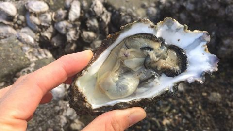 オランダの国立公園に日本の牡蠣が自生していた!? おいしい恵みをいただく特別な体験