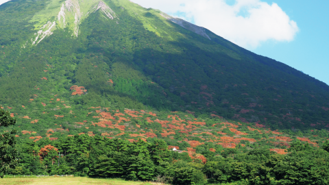 全国に広がるナラ枯れや荒廃林問題から考える「正しい里山の活用法」