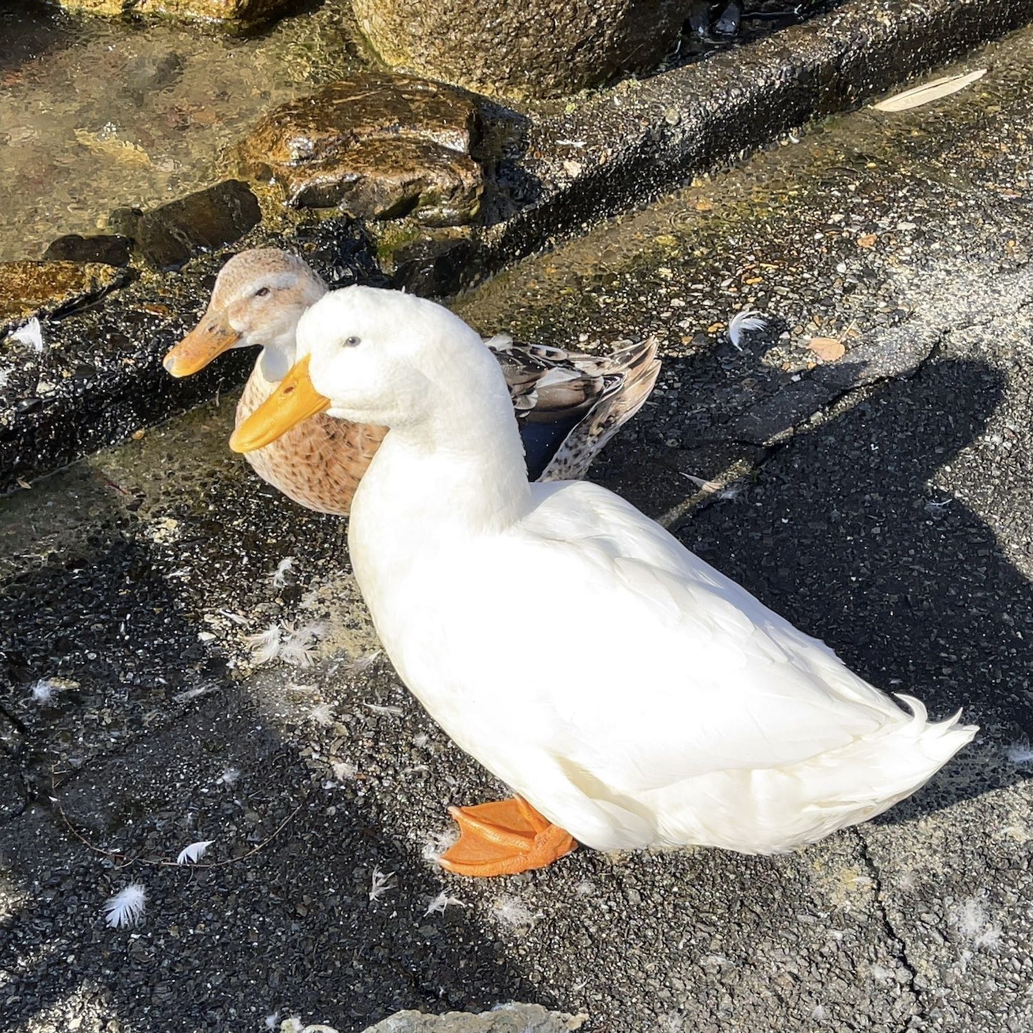 「びわ湖バレイ」のアヒル