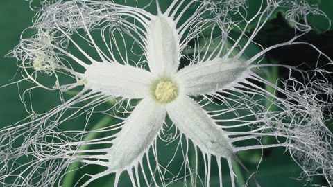 自然観察マイスターおくやまひさしの植物「珍」百景～カラスウリの巻～
